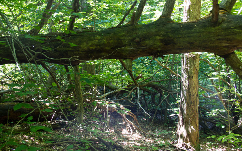 wald mit umgestürztem baum