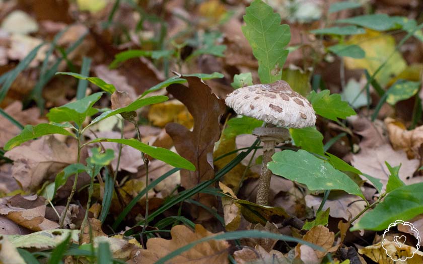 parasol am waldboden