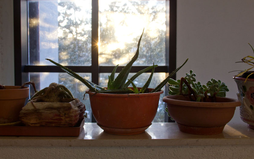 topfpflanzen vor einem fenster, durch das die sonne scheint