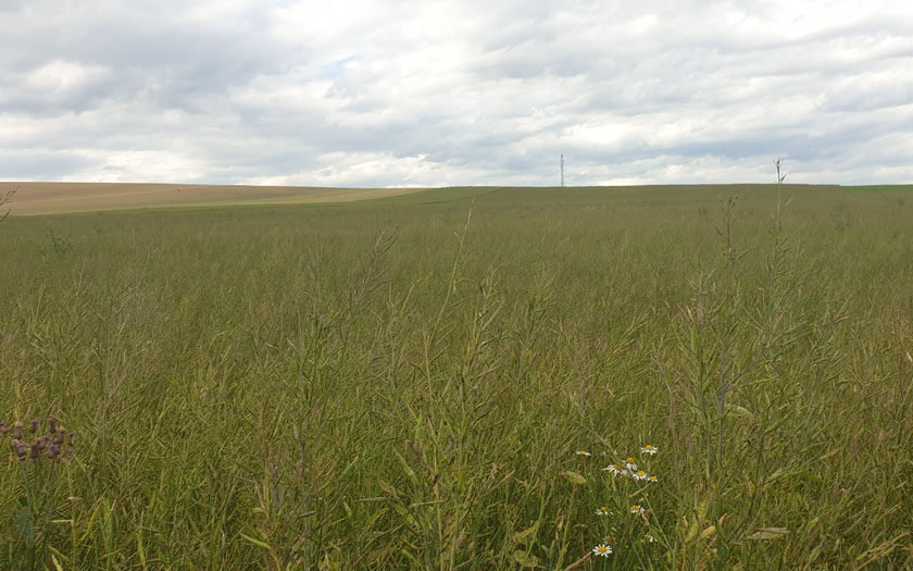 senffeld im weinviertel