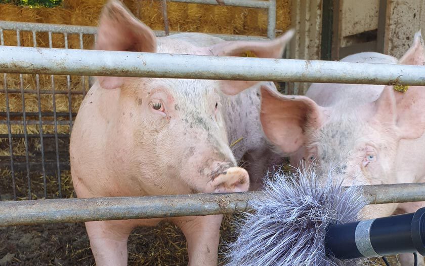 Ein Schwein beschnuppert ein Mikrofon mit Windschutz