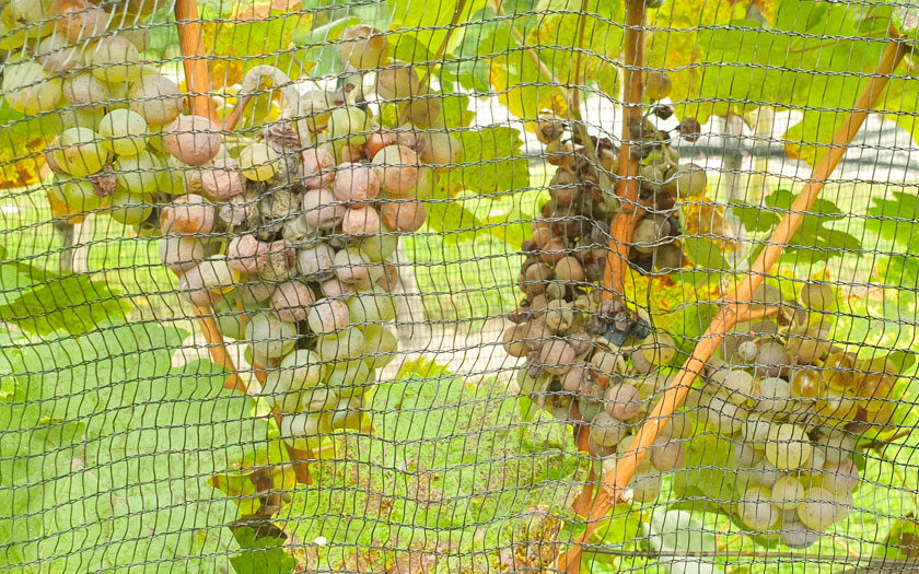 botrytis